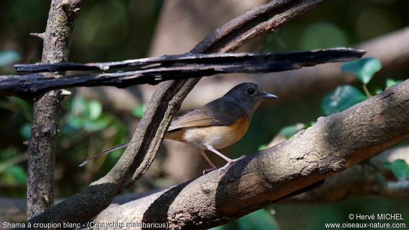 White-rumped Shama female adult