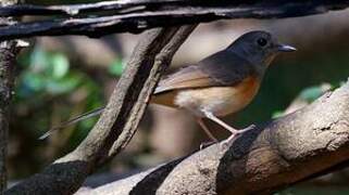 White-rumped Shama