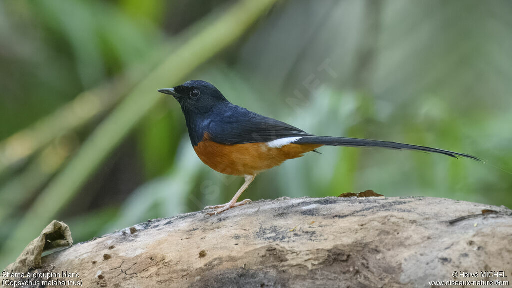 White-rumped Shama male adult