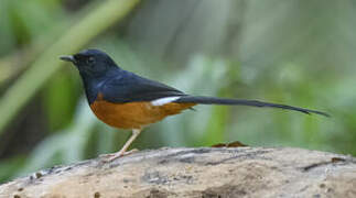 White-rumped Shama