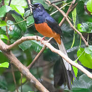White-rumped Shama
