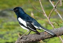 Oriental Magpie-Robin