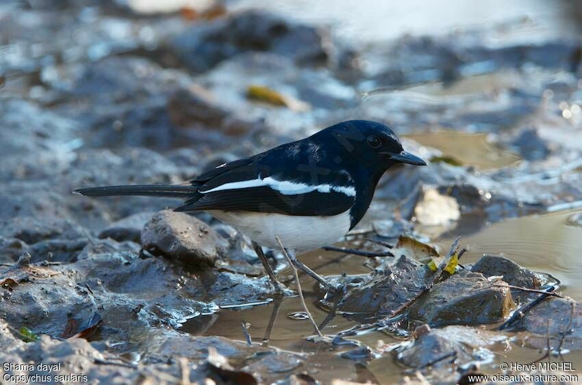 Oriental Magpie-Robin male adult