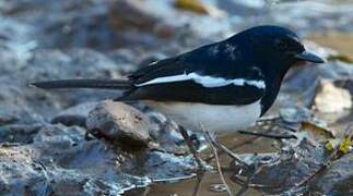 Oriental Magpie-Robin