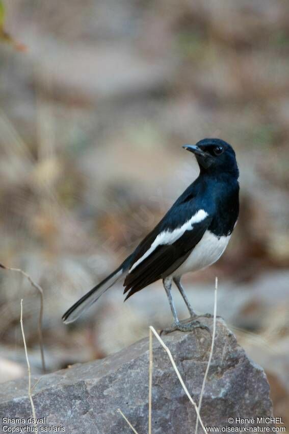 Oriental Magpie-Robin