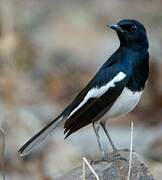 Oriental Magpie-Robin