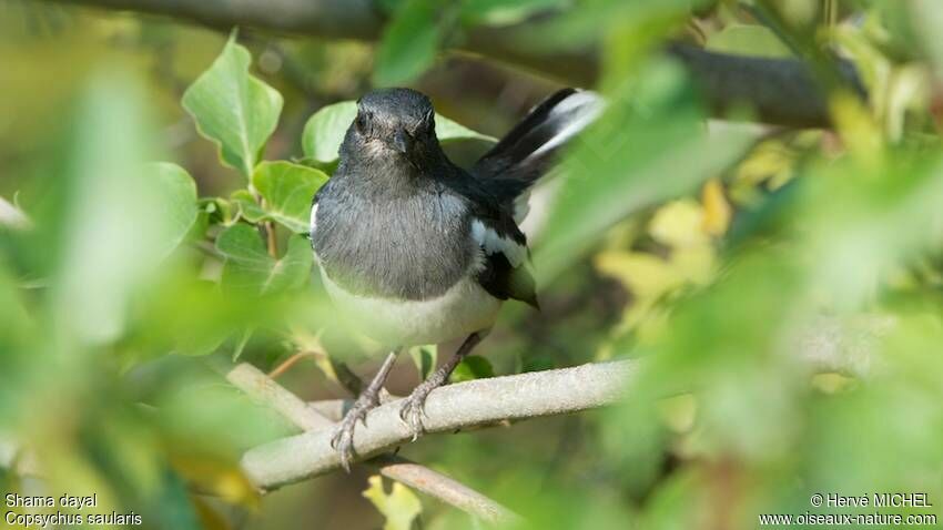 Oriental Magpie-Robin female adult