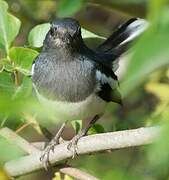 Oriental Magpie-Robin