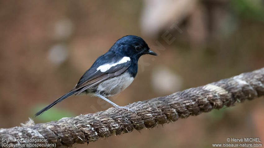 Madagascan Magpie-Robin male adult