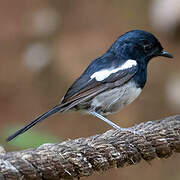 Madagascar Magpie-Robin