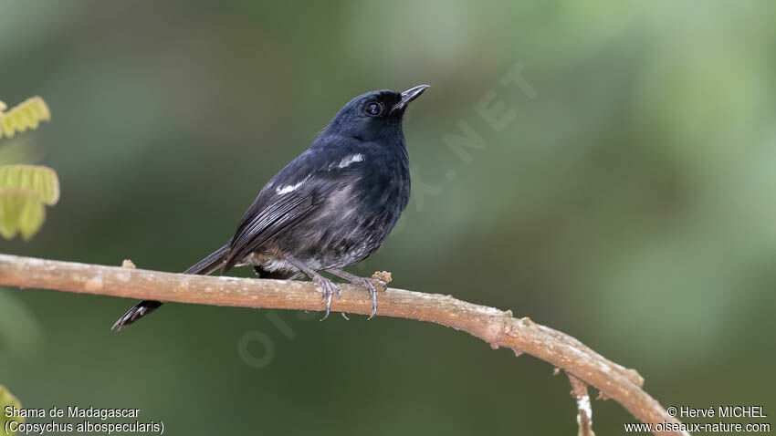 Madagascar Magpie-Robin male