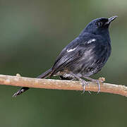 Madagascar Magpie-Robin