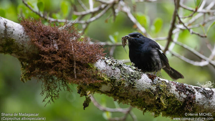 Madagascan Magpie-Robin male adult