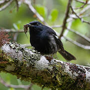 Madagascan Magpie-Robin