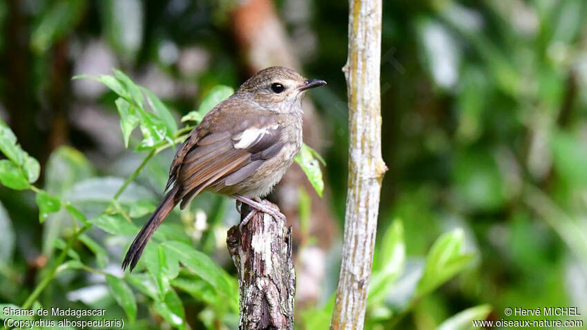 Madagascan Magpie-Robin female adult