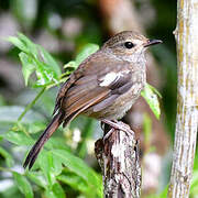 Shama de Madagascar