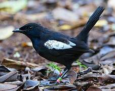 Seychelles Magpie-Robin