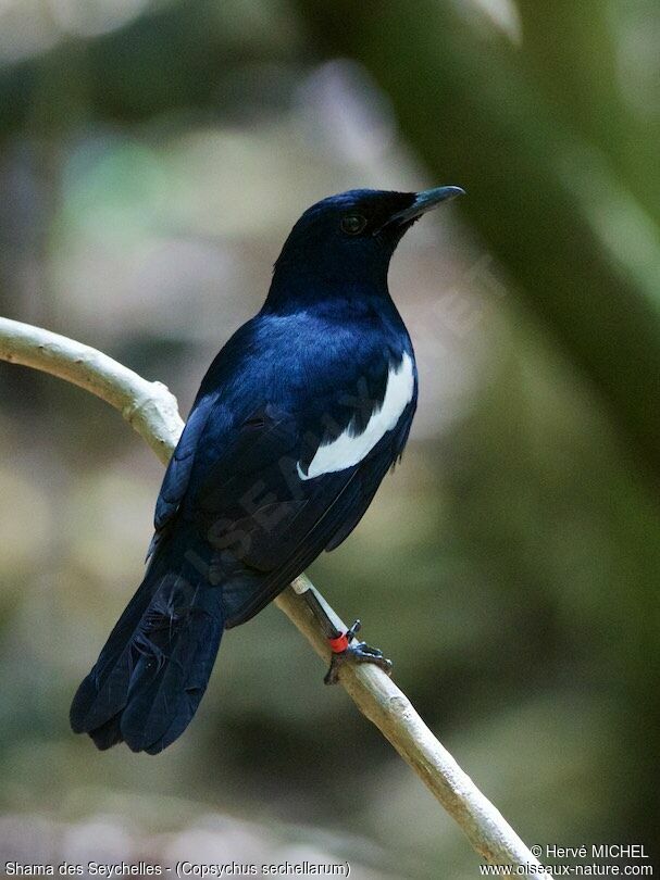 Seychelles Magpie-Robin