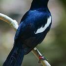 Shama des Seychelles