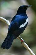 Seychelles Magpie-Robin