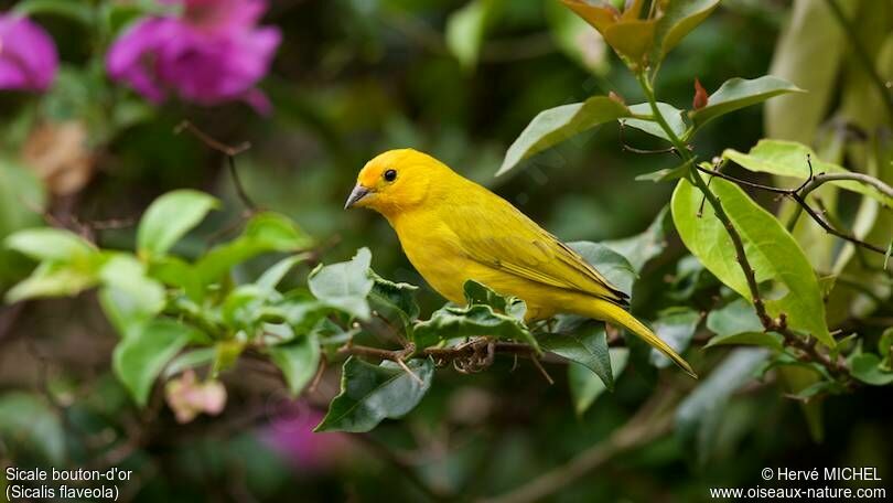 Saffron Finch male