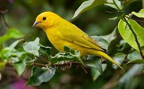 Saffron Finch