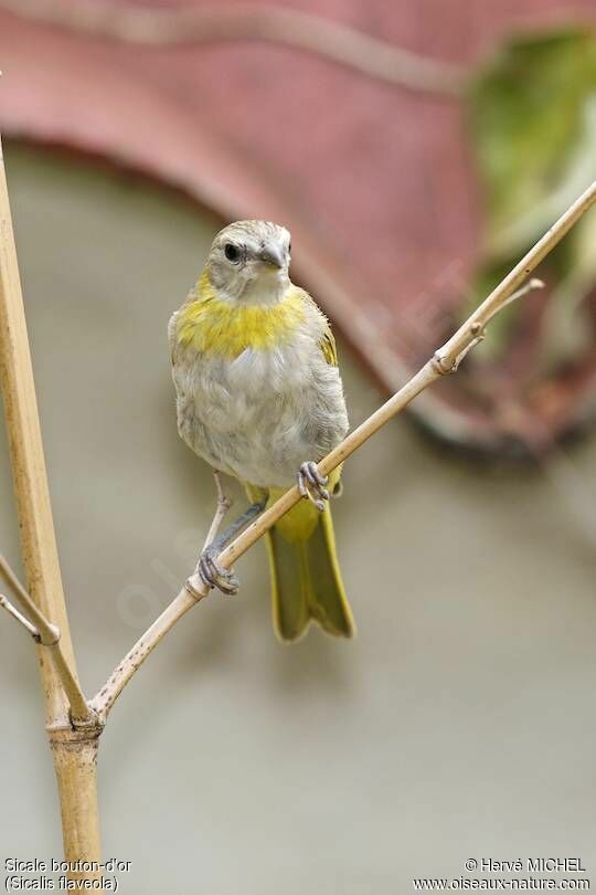 Saffron Finch female