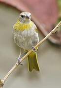 Saffron Finch