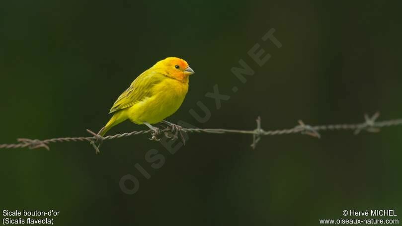 Saffron Finch male