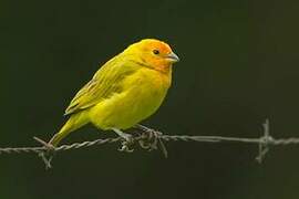 Saffron Finch