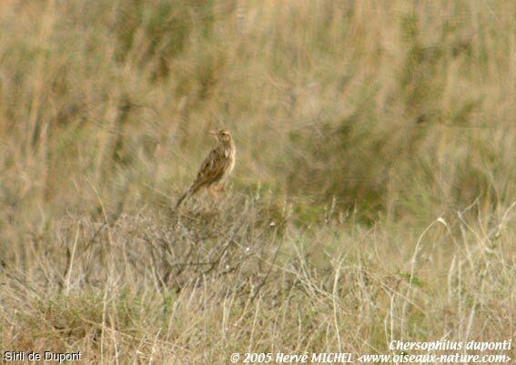 Dupont's Lark