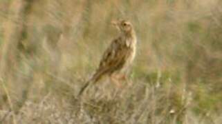 Dupont's Lark