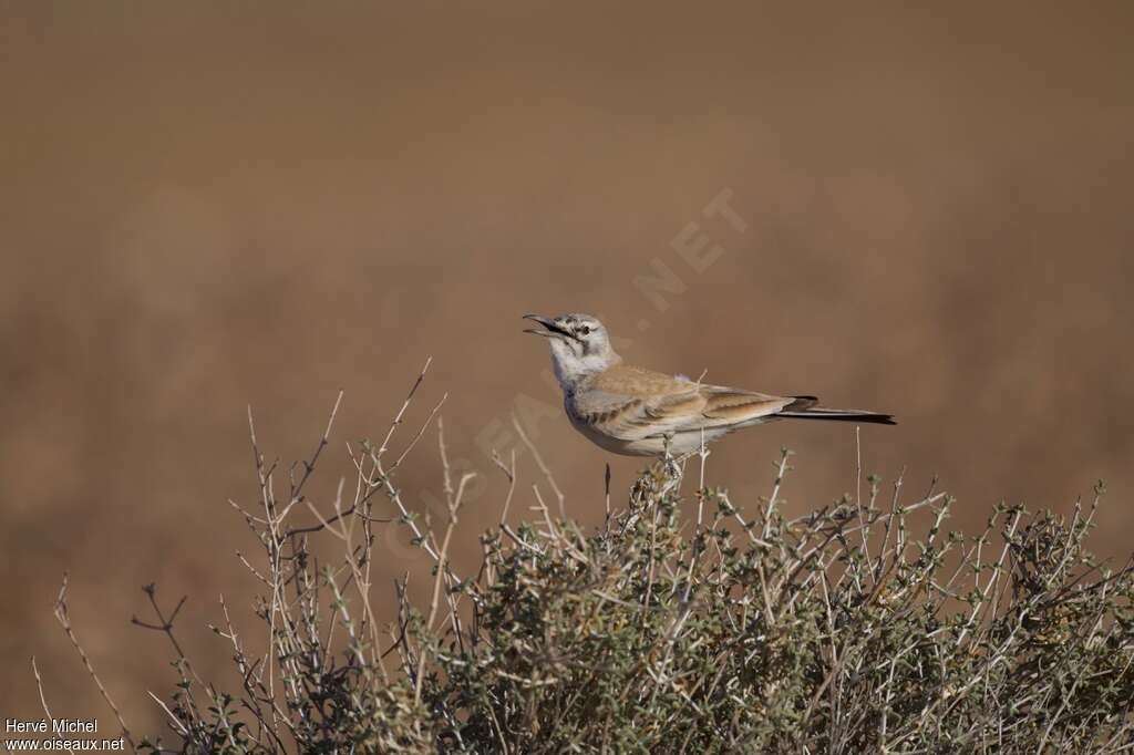 Greater Hoopoe-Lark male adult breeding, song