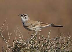 Greater Hoopoe-Lark