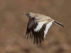 Greater Hoopoe-Lark