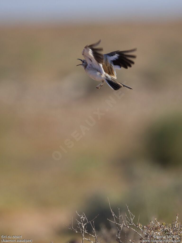 Greater Hoopoe-Lark male adult breeding, courting display, song