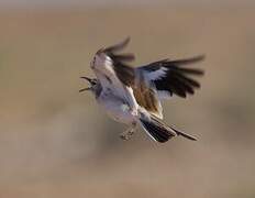 Greater Hoopoe-Lark