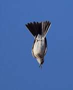 Greater Hoopoe-Lark