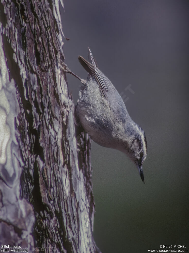 Corsican Nuthatch