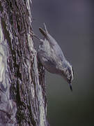 Corsican Nuthatch