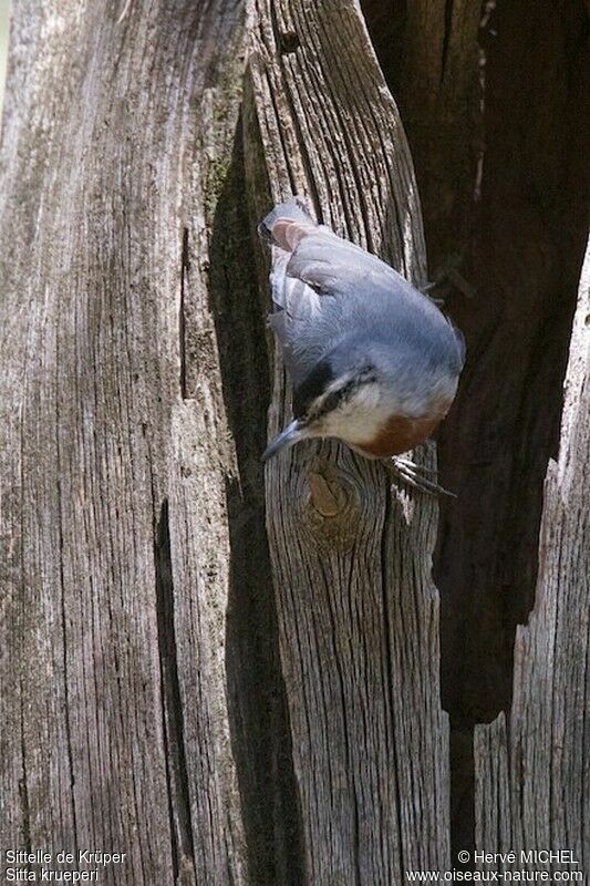 Krüper's Nuthatchadult breeding