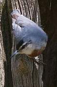 Krüper's Nuthatch