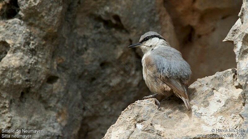 Western Rock Nuthatchadult breeding