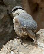 Western Rock Nuthatch