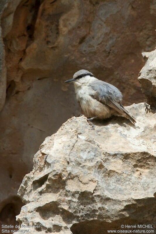 Western Rock Nuthatchadult breeding