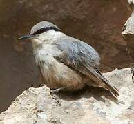 Western Rock Nuthatch