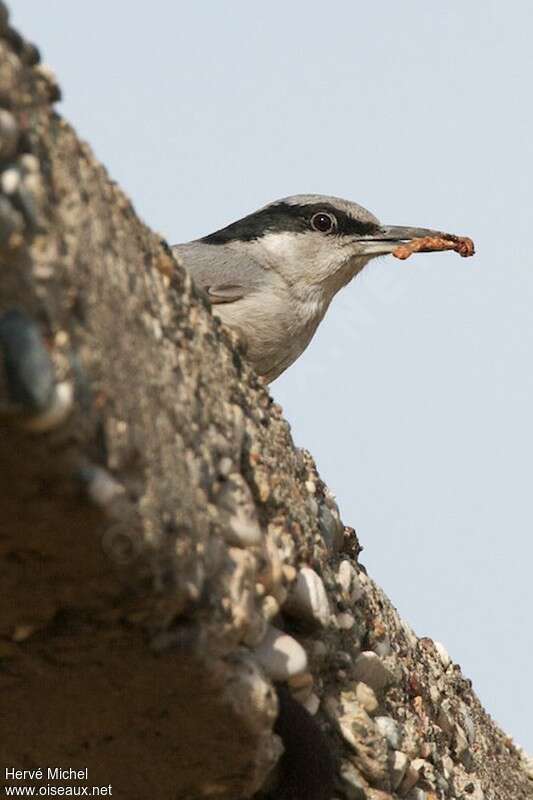 Eastern Rock Nuthatchadult breeding, Reproduction-nesting