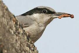 Eastern Rock Nuthatch