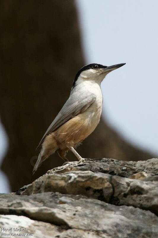 Eastern Rock Nuthatchadult breeding