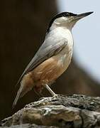 Eastern Rock Nuthatch